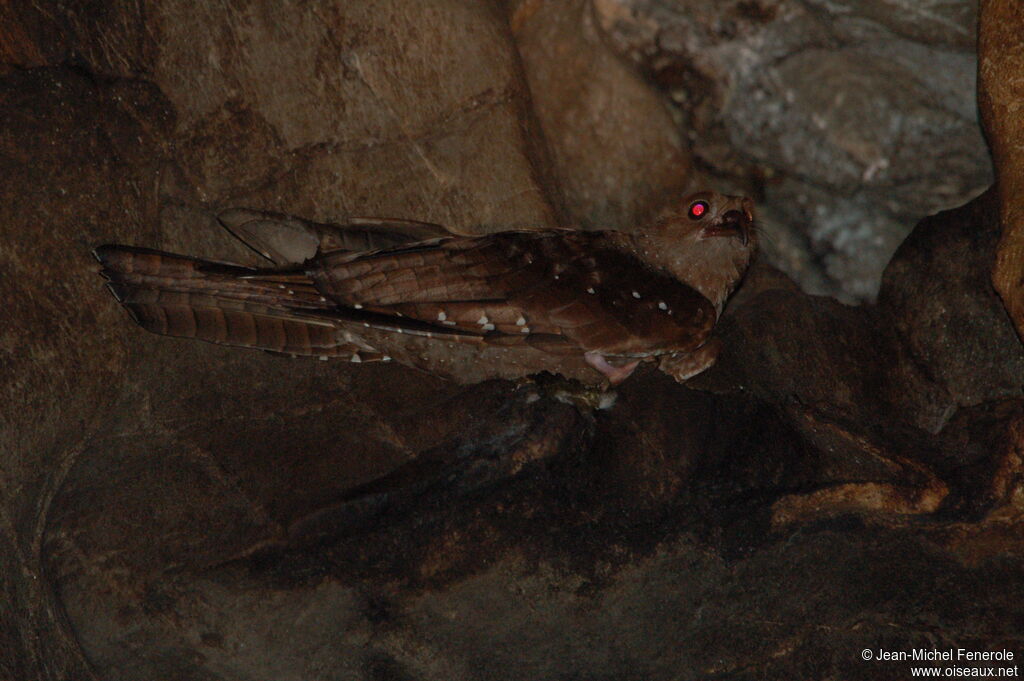 Guacharo des cavernesadulte