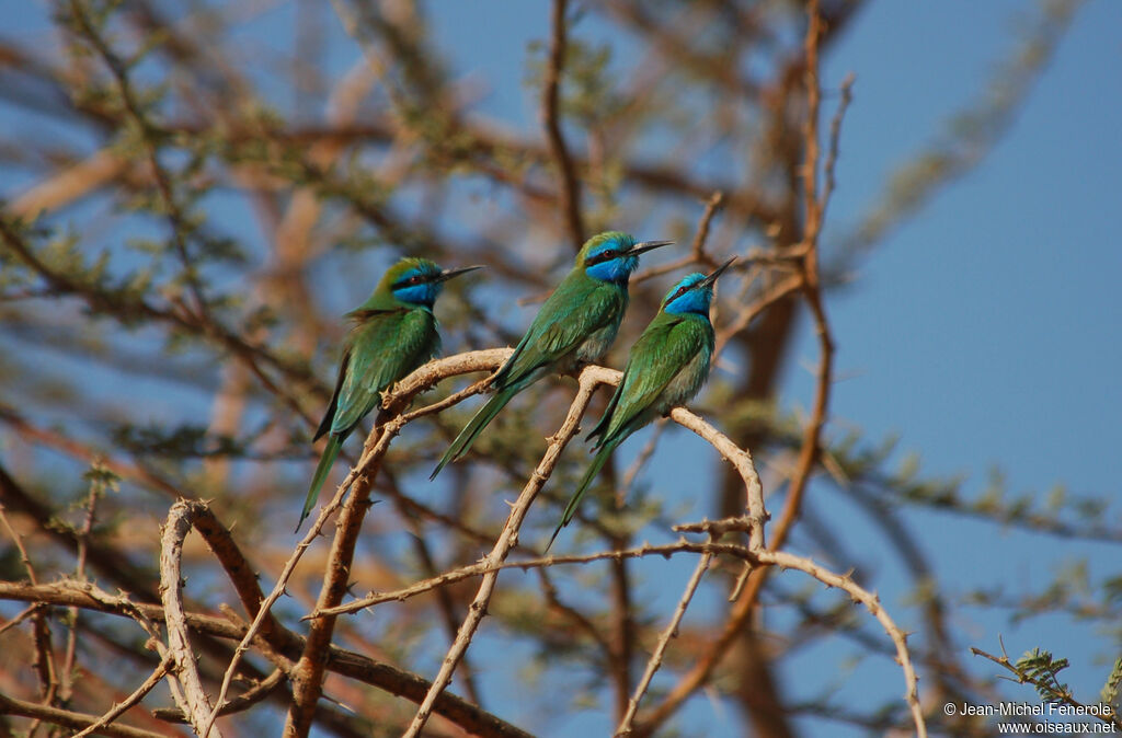 Guêpier à sourcils bleus, habitat, pigmentation