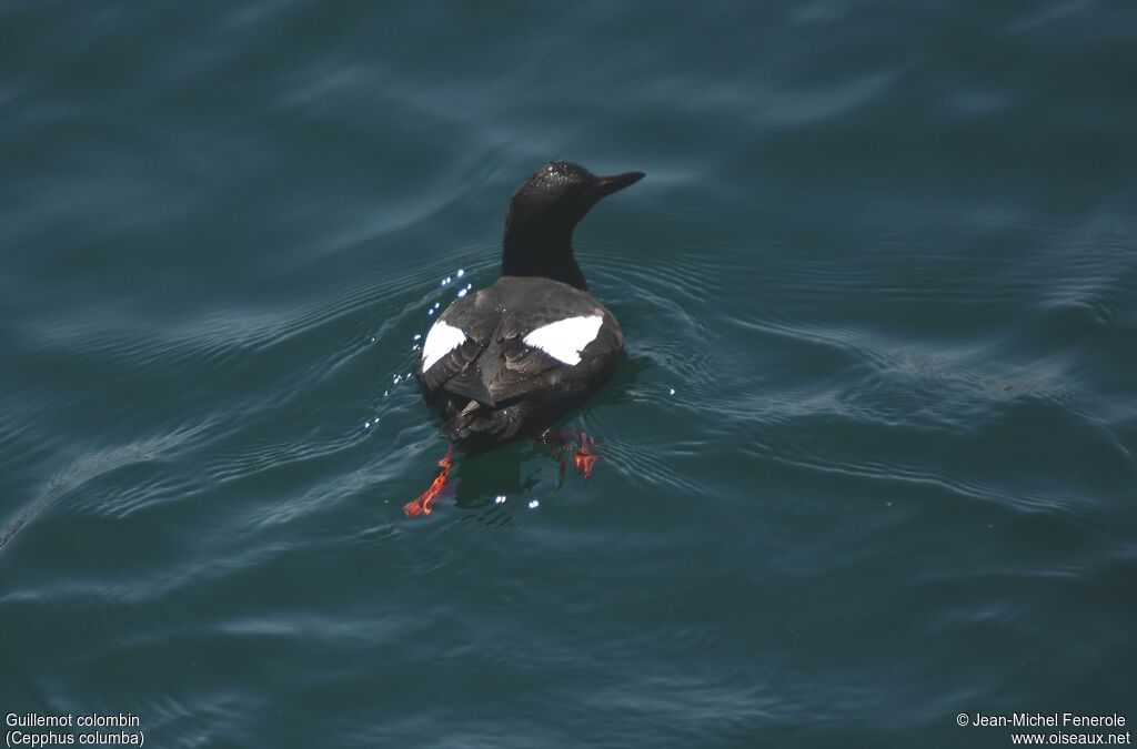 Pigeon Guillemot
