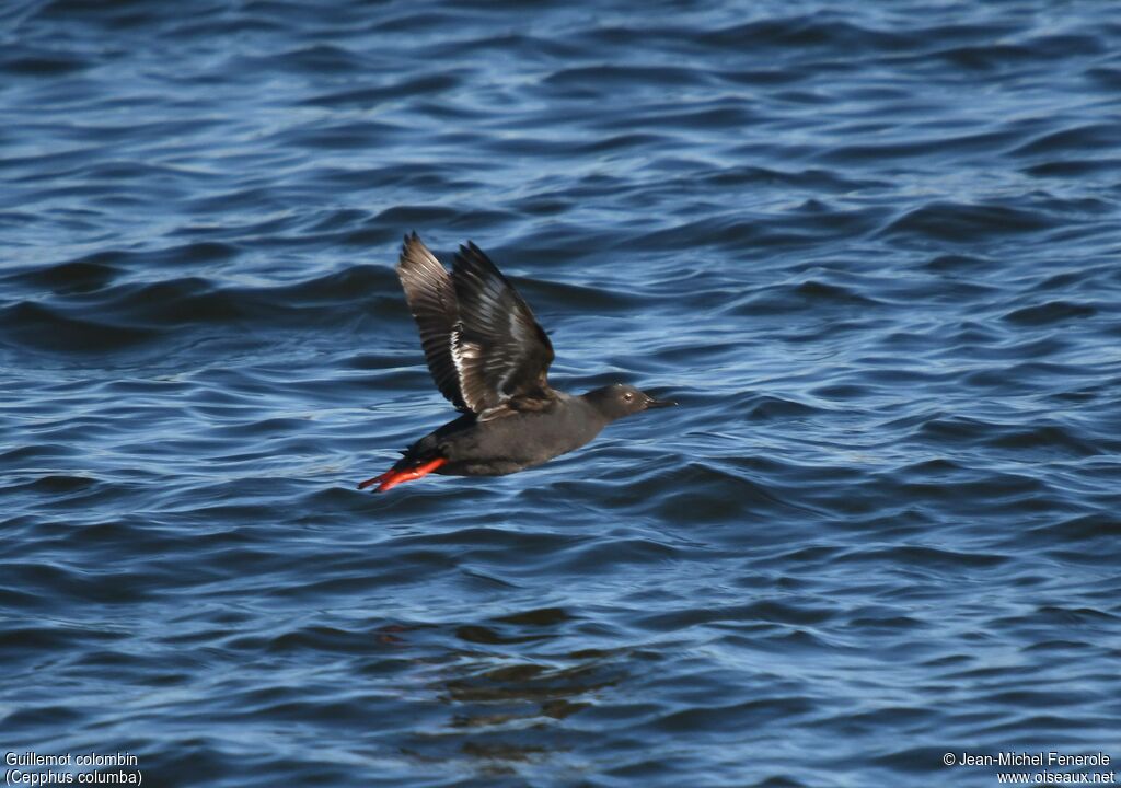 Pigeon Guillemot