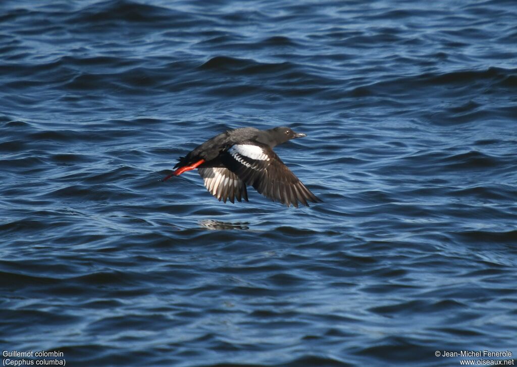 Pigeon Guillemot