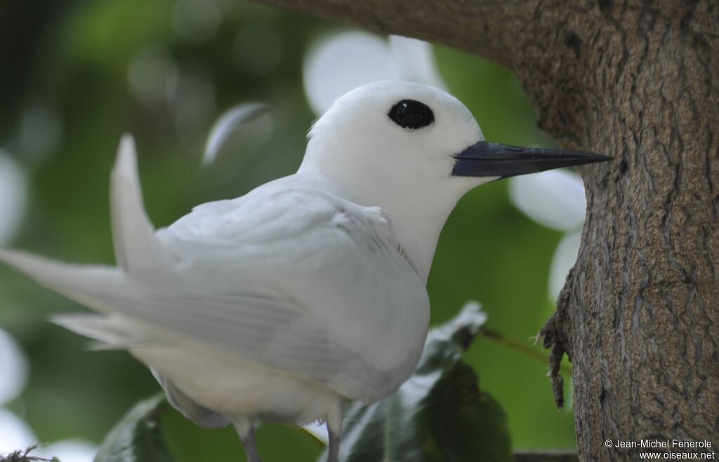 Gygis blanche