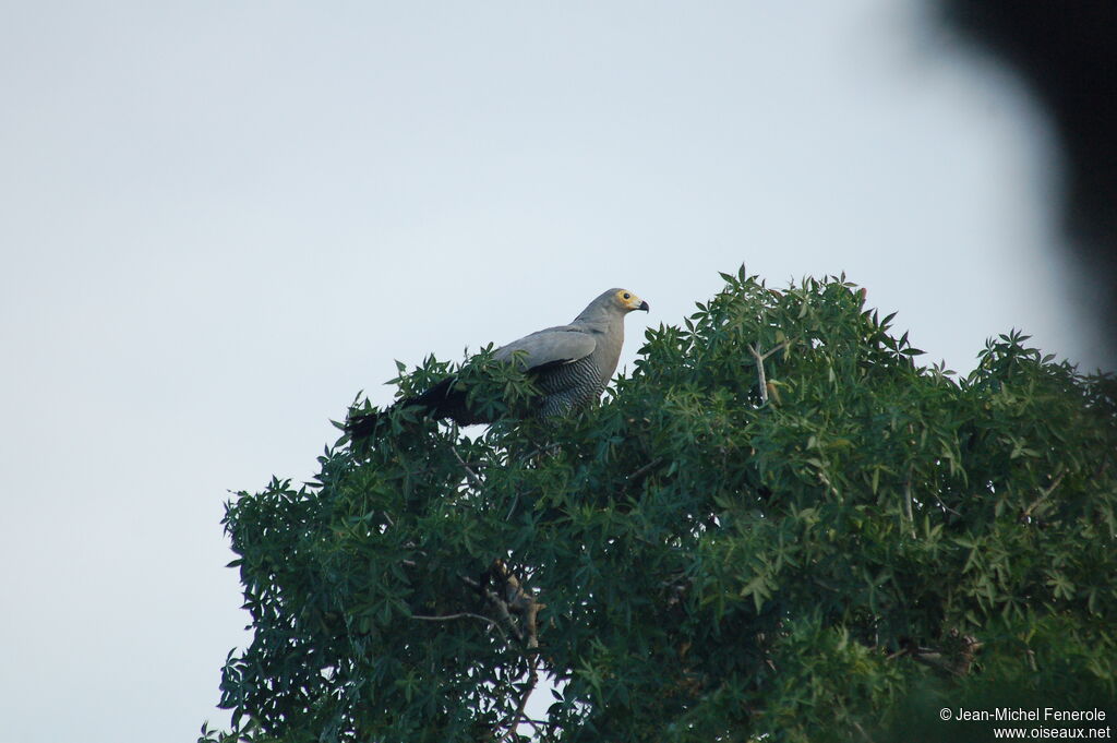 Gymnogène de Madagascar