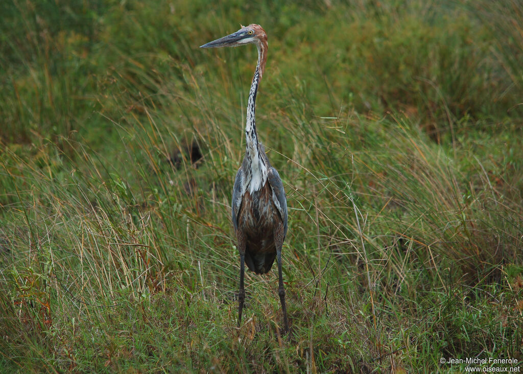 Goliath Heron