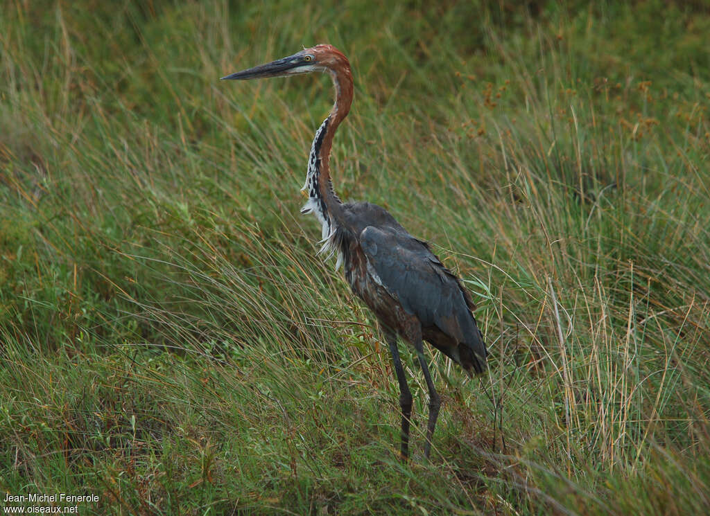 Goliath Heronadult transition, identification