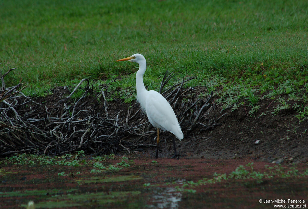 Medium Egret