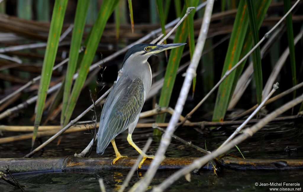 Striated Heron