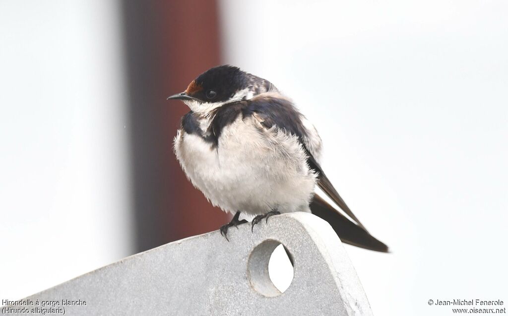 Hirondelle à gorge blanche
