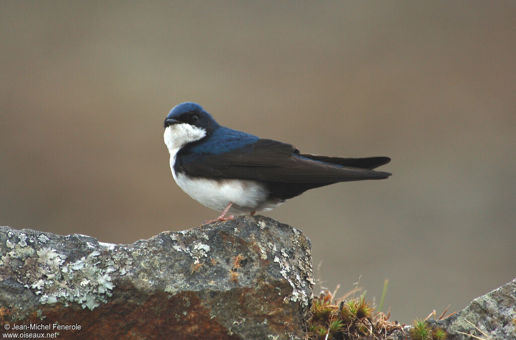 Hirondelle bleu et blancadulte