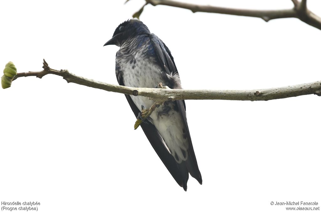 Hirondelle chalybée
