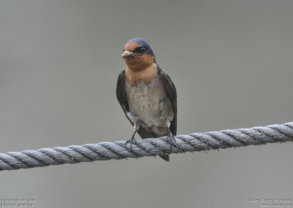 Hirondelle de Java