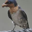 Hirondelle de Java