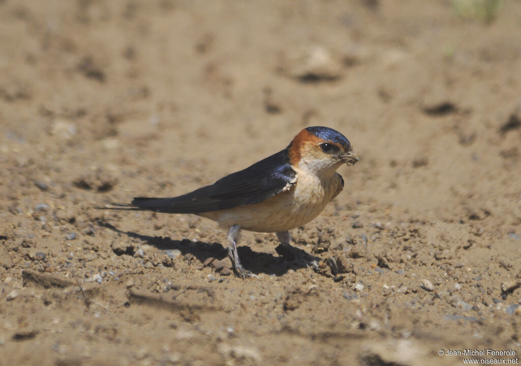 European Red-rumped Swallow