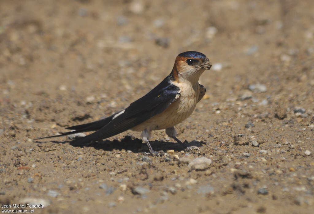 European Red-rumped Swallow