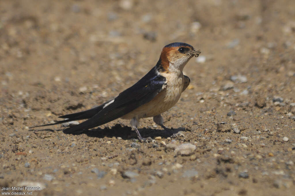 European Red-rumped Swallowadult, identification, Reproduction-nesting