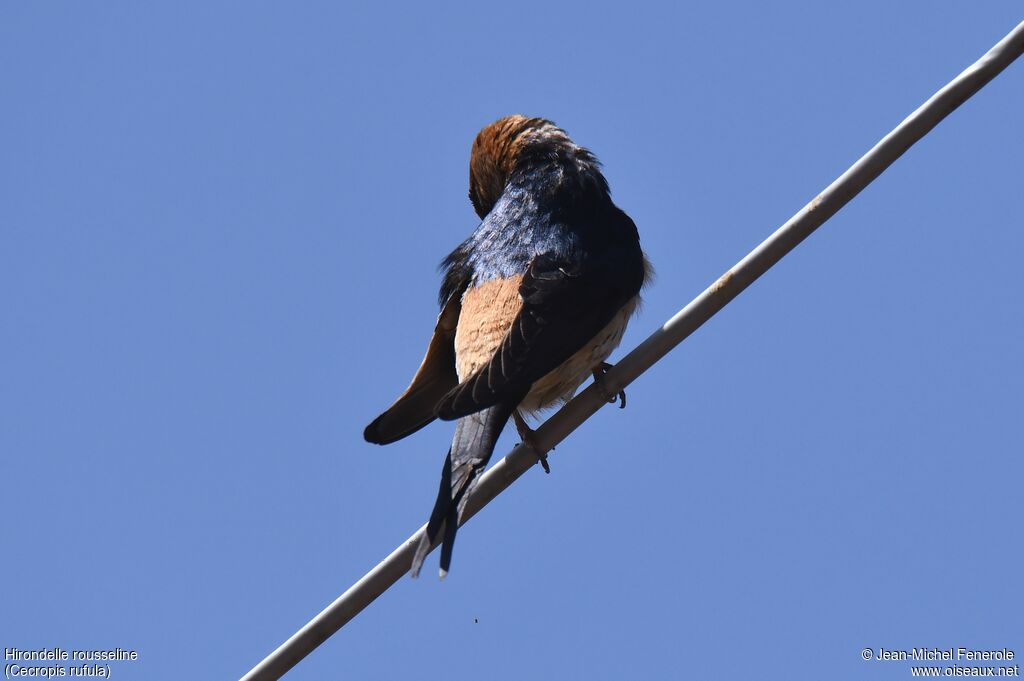 European Red-rumped Swallow