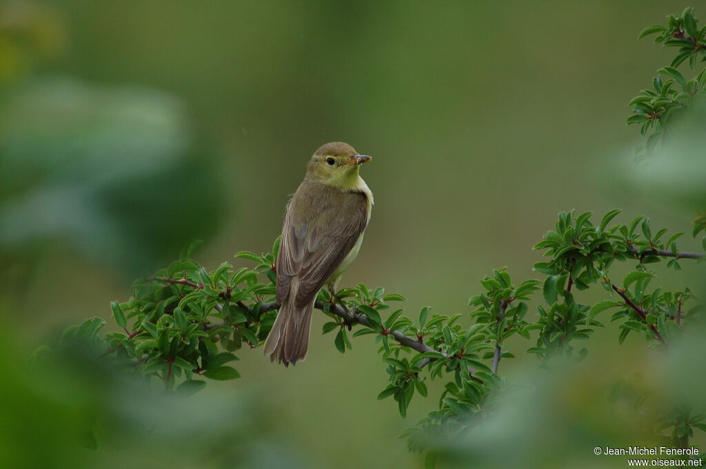 Melodious Warbler