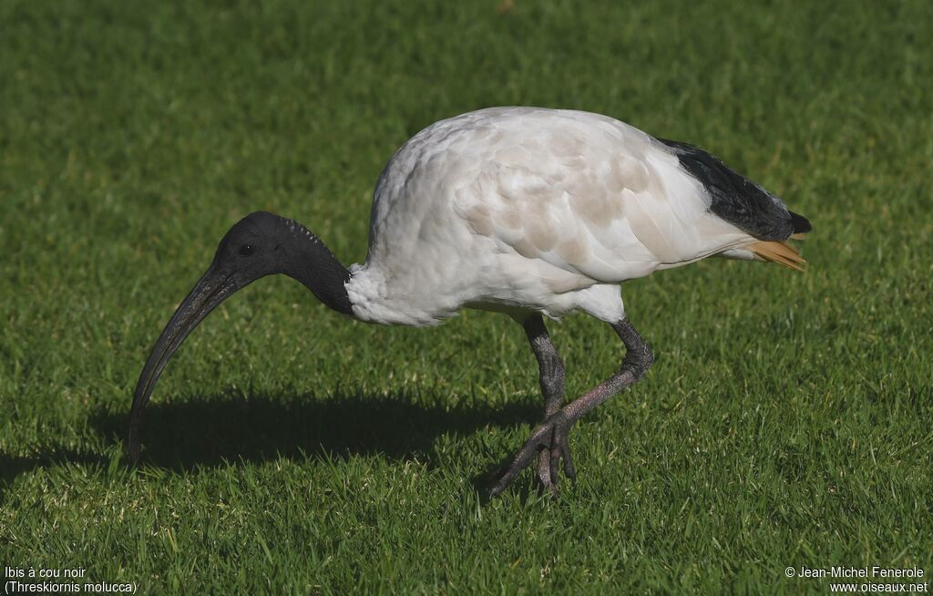 Australian White Ibis