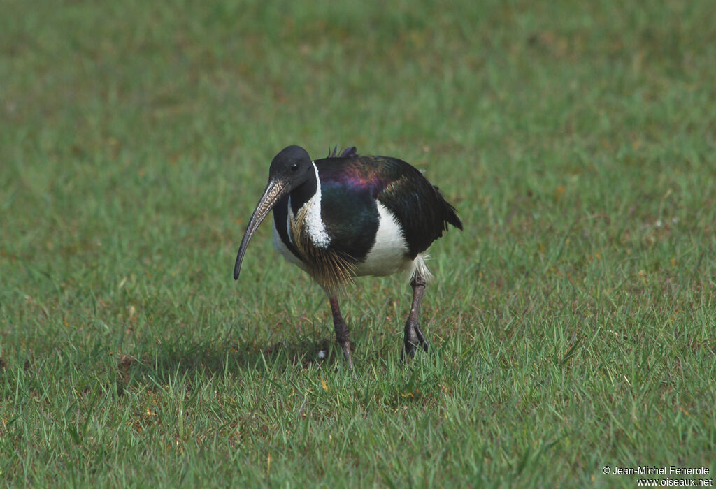 Straw-necked Ibis