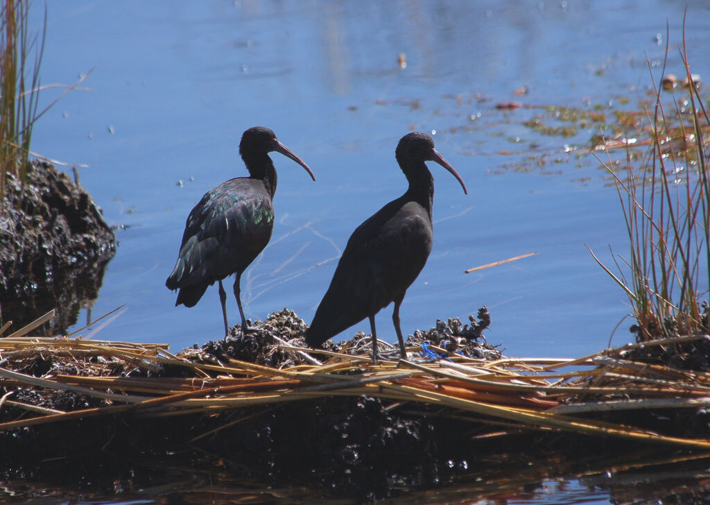 Ibis de Ridgway