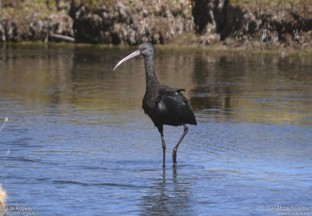 Ibis de Ridgway