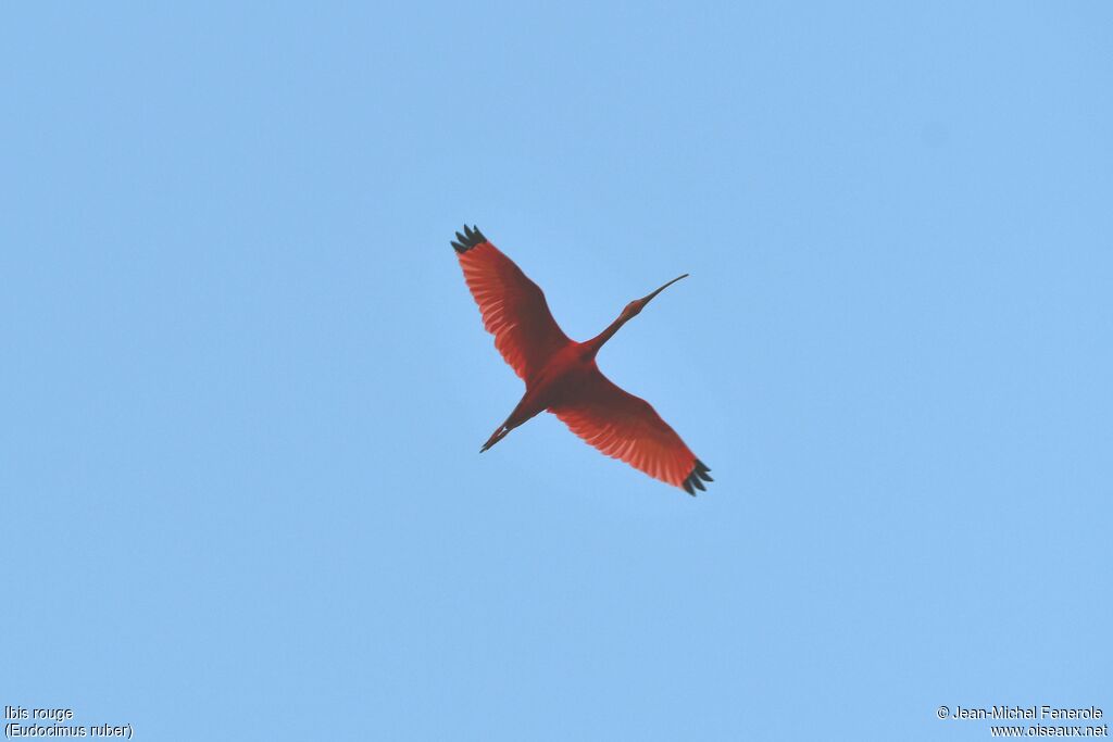 Ibis rouge