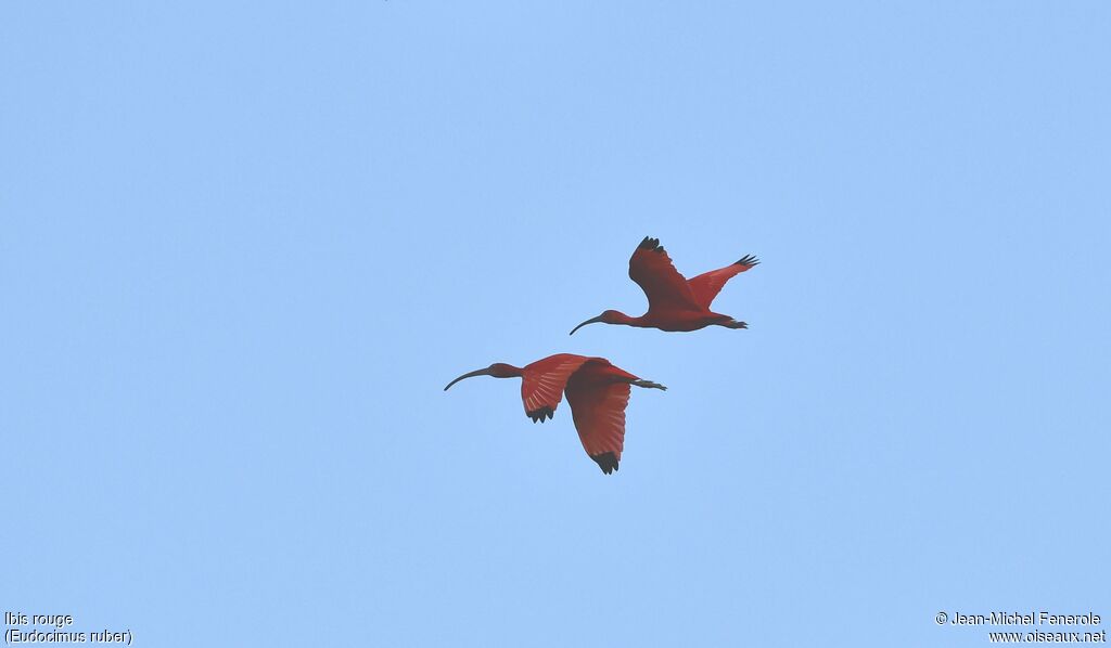 Ibis rouge