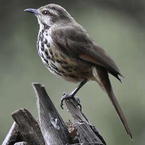 Cichladuse tachetée