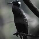 Cormoran à cou brun