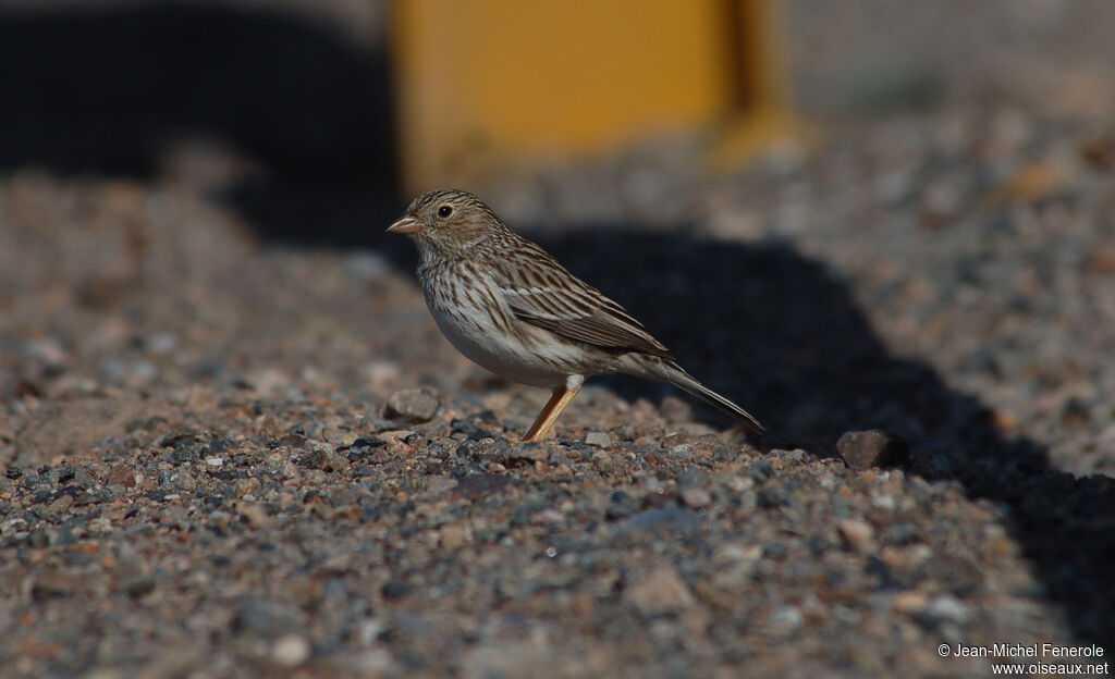 Band-tailed Sierra Finch