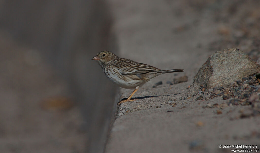 Band-tailed Sierra Finch
