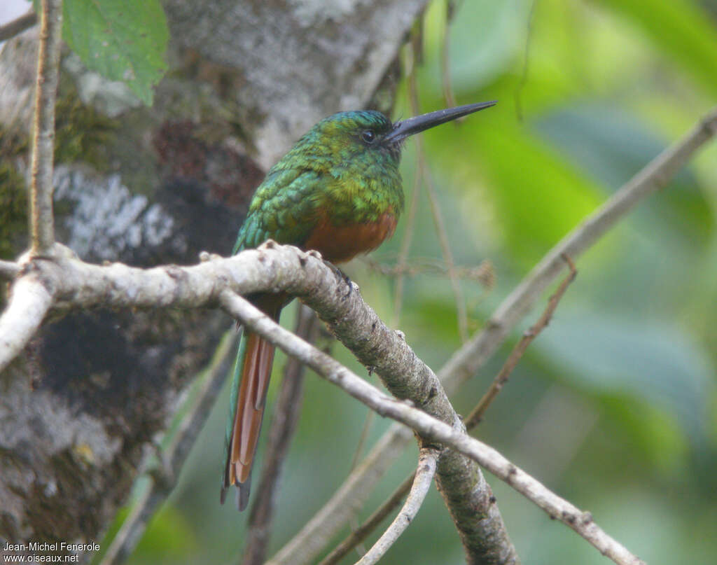 Jacamar à couronne bleue mâle adulte, identification