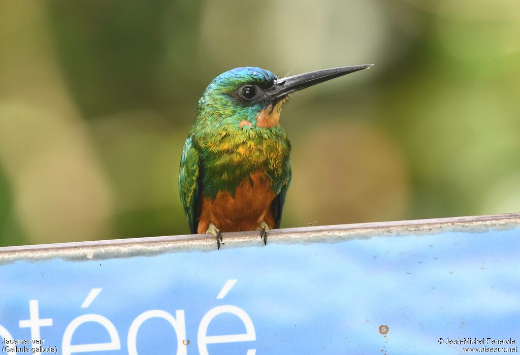 Jacamar vert femelle