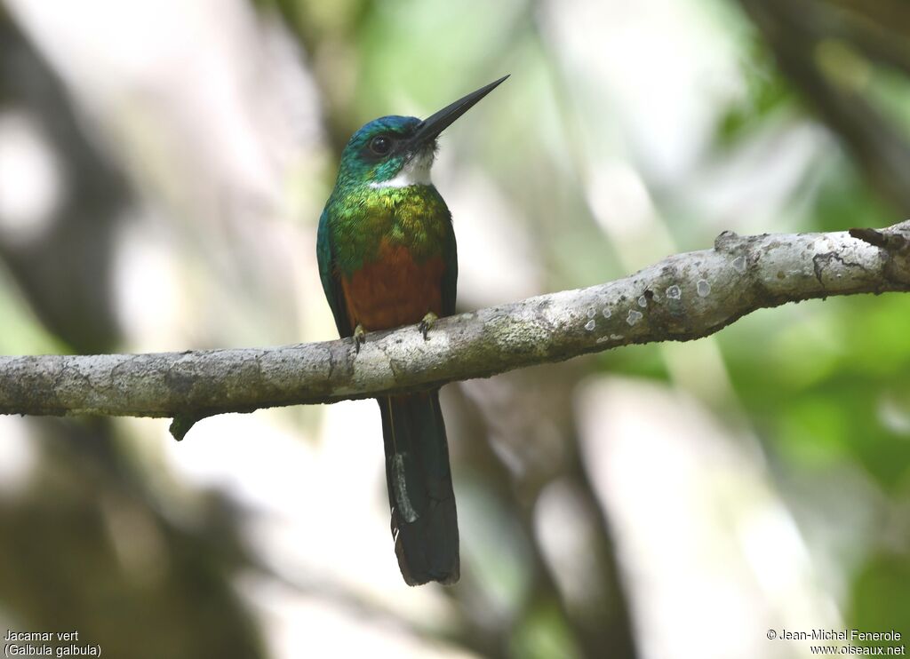 Jacamar vert mâle