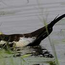 Jacana à longue queue