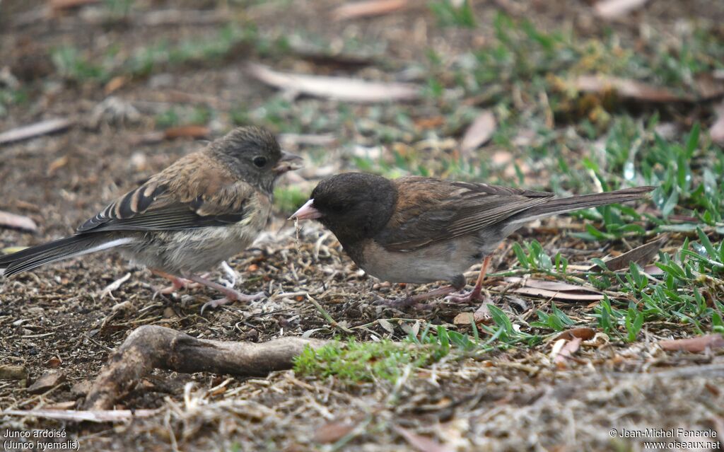 Junco ardoisé