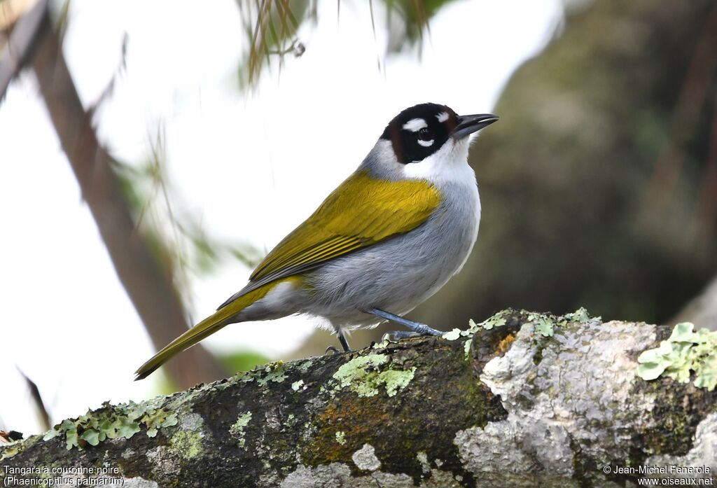 Black-crowned Palm-tanager