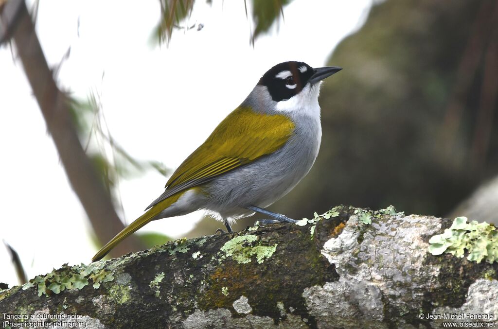 Black-crowned Palm-tanager