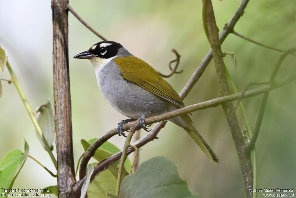 Black-crowned Palm-tanager