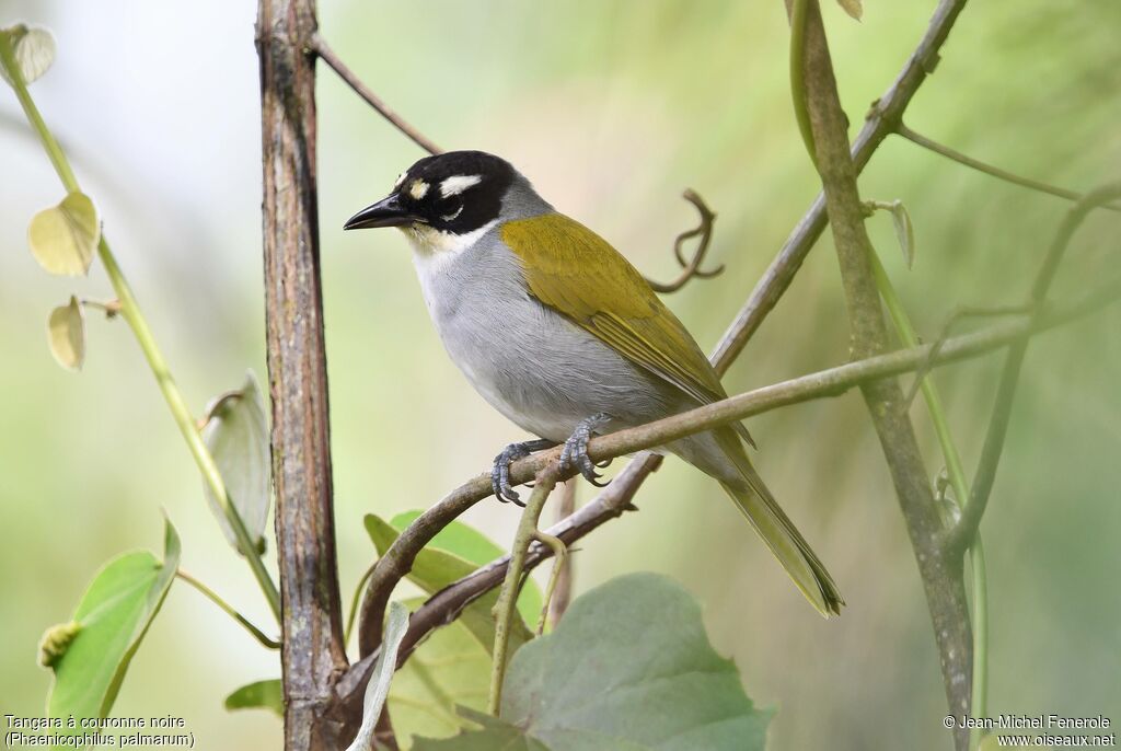 Black-crowned Palm-tanager