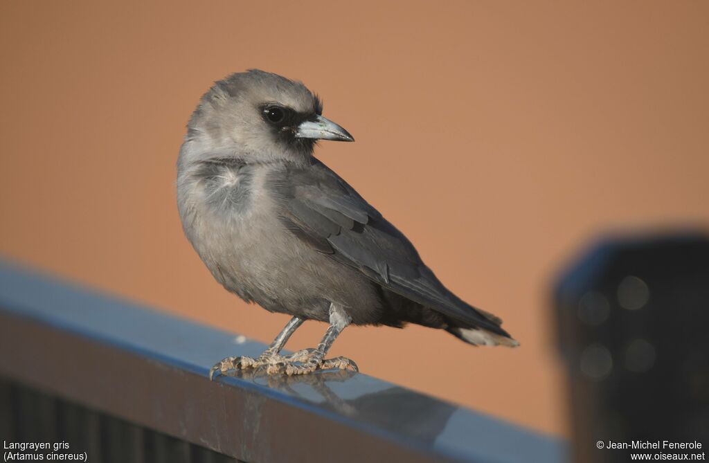 Langrayen gris