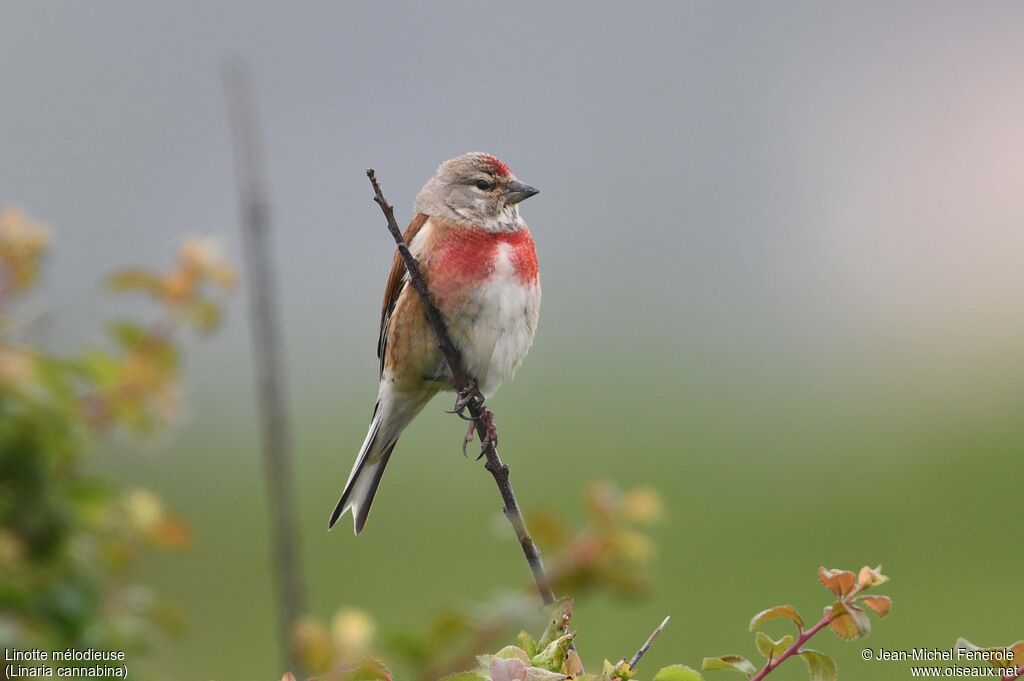 Common Linnet
