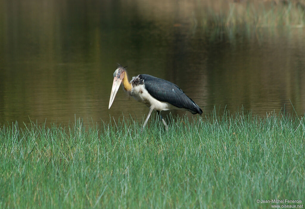 Lesser Adjutant