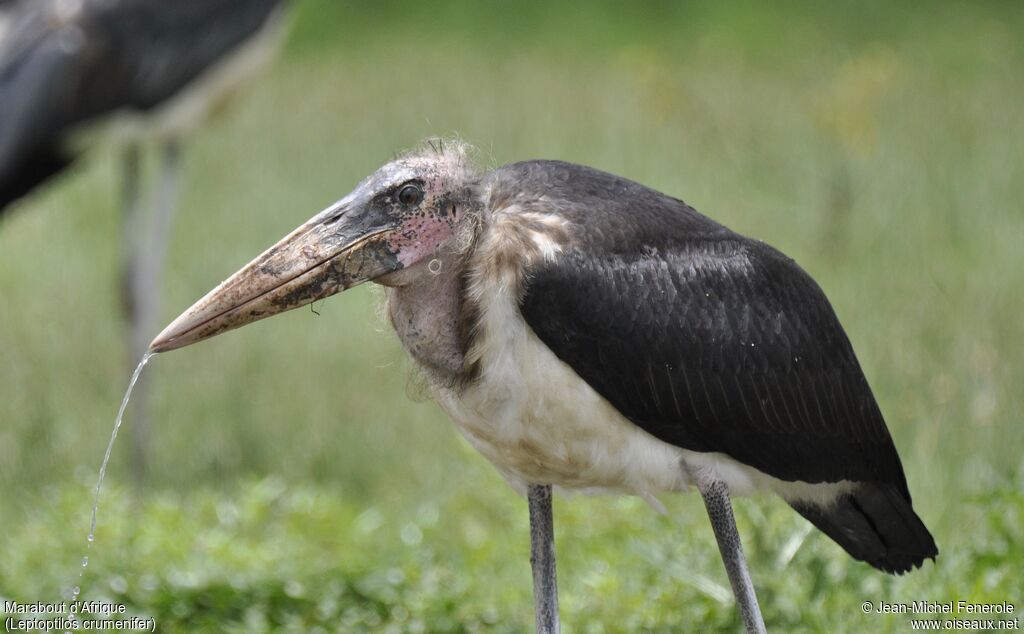 Marabou Stork