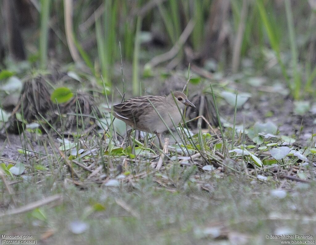 White-browed Crakeimmature