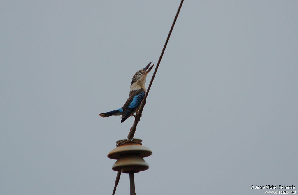 Martin-chasseur à ailes bleues