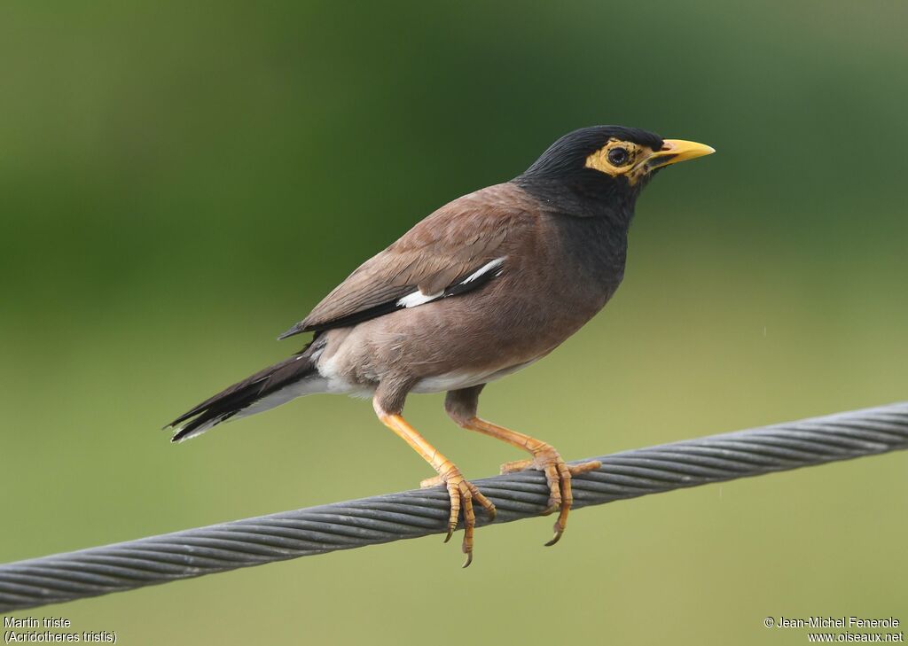 Common Myna