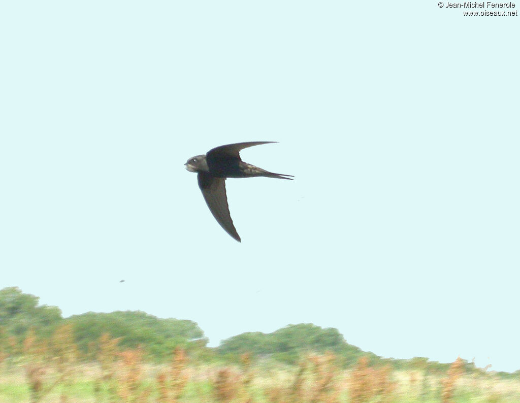 Common Swift