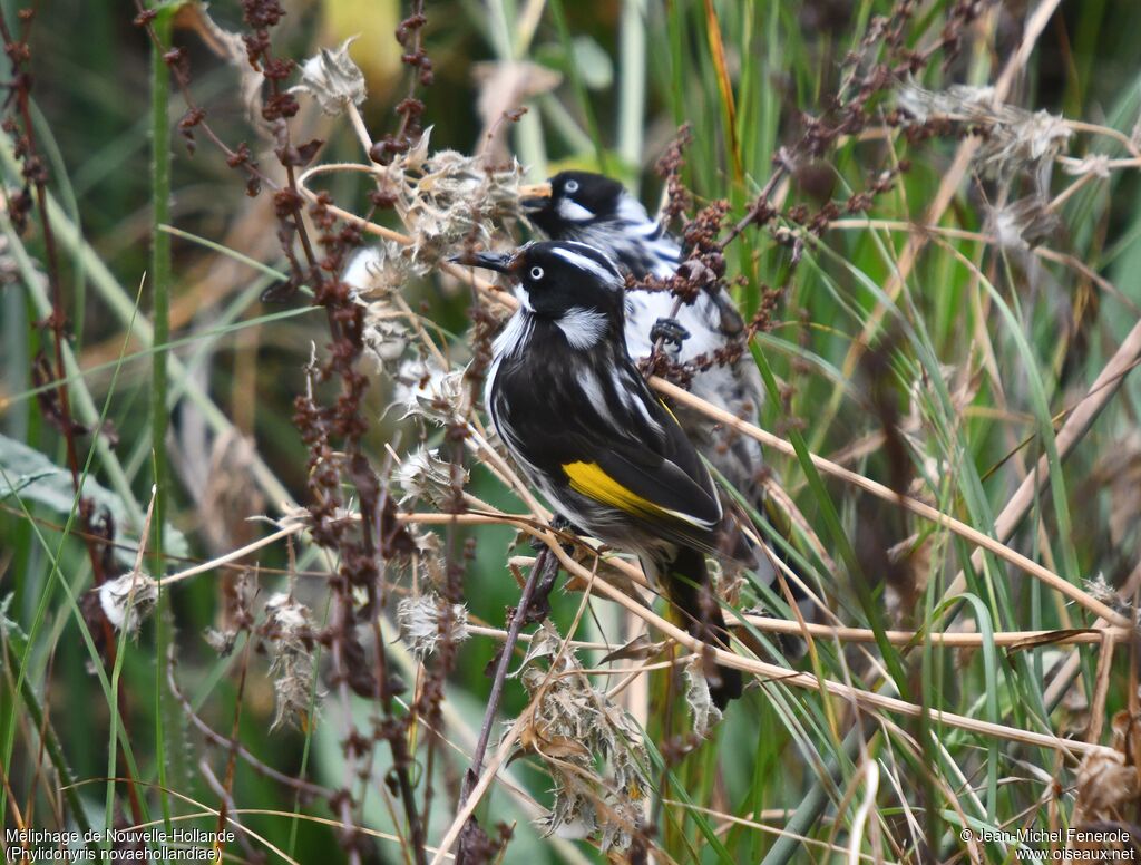 New Holland Honeyeater