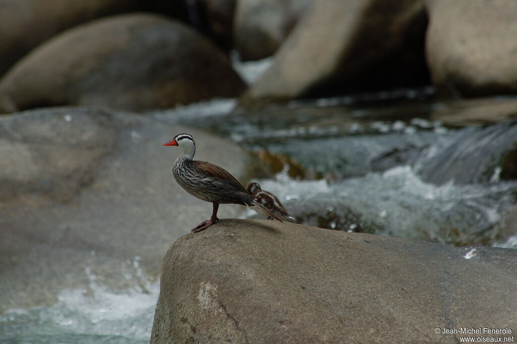 Torrent Duck male adult